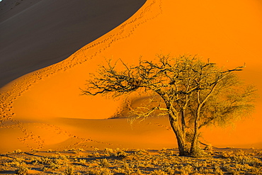 Acacia tree below the giant Sand Dune 45, Sossusvlei, Namib-Naukluft National Park, Namibia, Africa