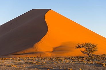 Giant Sand Dune 45, Sossusvlei, Namib-Naukluft National Park, Namibia, Africa