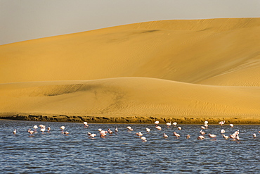 Saltwater pool with flamingos near Walvis Bay, Namibia, Africa