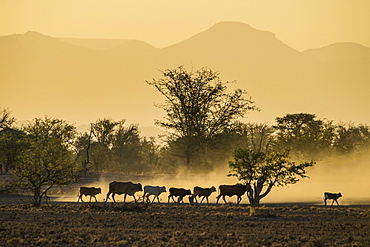 Backlight of cattle on way home at sunset, Twyfelfontein, Damaraland, Namibia, Africa