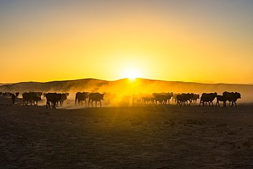 Backlight of cattle on way home at sunset, Twyfelfontein, Damaraland, Namibia, Africa