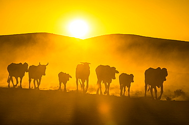 Backlight of cattle on way home at sunset, Twyfelfontein, Damaraland, Namibia, Africa