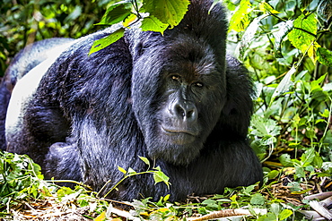 Silverback Mountain gorilla (Gorilla beringei beringei) in the Virunga National Park, UNESCO World Heritage Site, Democratic Republic of the Congo, Africa