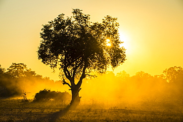 Dust in backlight at sunset, South Luangwa National Park, Zambia, Africa