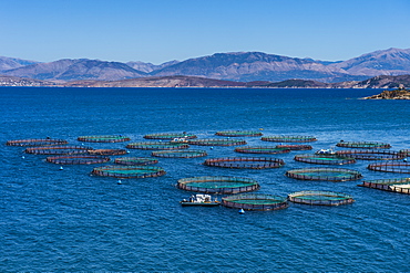 Fish farm in Kassiopi, Corfu, Ionian islands, Greek Islands, Greece, Europe