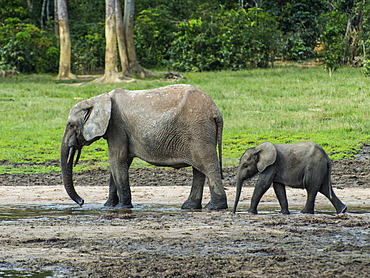 African forest elephant (Loxodonta cyclotis) with baby , Dzanga Bai, UNESCO World Heritage Site, Dzanga-Sangha Special Reserve, Central African Republic, Africa