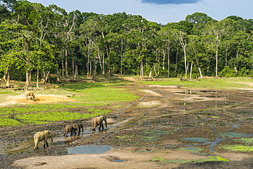 African forest elephants (Loxodonta cyclotis) at Dzanga Bai, UNESCO World Heritage Site, Dzanga-Sangha Special Reserve, Central African Republic, Africa