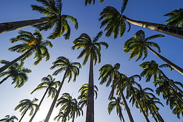 Palm grove in the heart of Cayenne, French Guiana, Department of France, South America