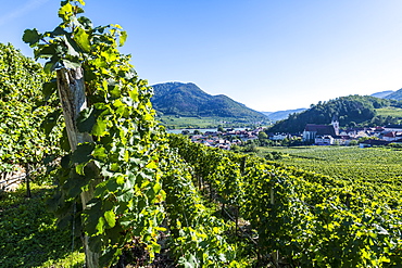 Vineyards overlooking Spitz on the Wachau, UNESCO World Heritage Site, Austria, Europe