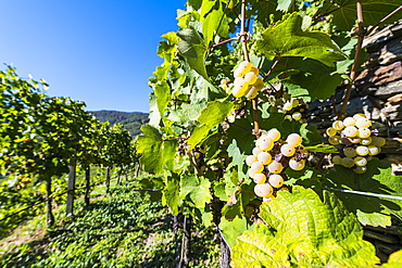 Vineyards overlooking Spitz on the Wachau, UNESCO World Heritage Site, Austria, Europe