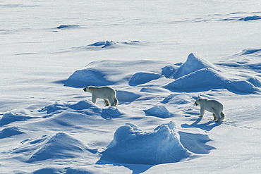 Polar bear cubs(Ursus maritimus) in the high arctic near the North Pole, Arctic, Russia, Europe