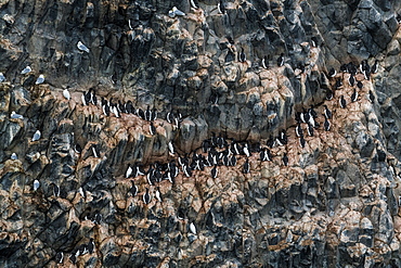 Giant seabird colony on the spectacular rock formation of columnar basalt, Skala Rubini (Rubini rock), Franz Josef Land archipelago, Arkhangelsk Oblast, Arctic, Russia, Europe