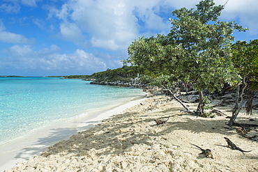 Iguanas on a white sand beach, Exumas, Bahamas, West Indies, Caribbean, Central America