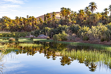 River running through the oasis of Taghit, western Algeria, North Africa, Africa