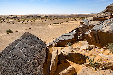 Prehistoric rock carvings near the Oasis of Taghit, western Algeria, North Africa, Africa