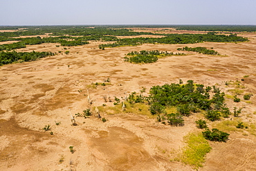 West African giraffes (Giraffa camelopardalis peralta), Koure, Niger, West Africa, Africa