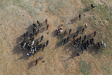 Aerial of cattle moving to a waterhole, Gerewol festival, courtship ritual competition among the Wodaabe Fula people, Niger, West Africa, Africa