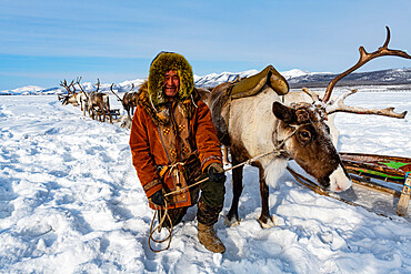 Evenk reindeer breeder with reindeers, Oymyakon, Sakha Republic (Yakutia), Russia, Eurasia