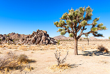 Joshua tree in the Joshua Tree National Park, California, United States of America, North America