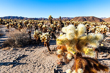 Cholla Cactus Garden, Joshua Tree National Park, California, United States of America, North America