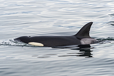 Killer whales (orca) (Orcinus orca), San Juan islands, Washington State, United States of America, North America