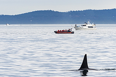 Killer whales (orca) (Orcinus orca), San Juan islands, Washington State, United States of America, North America