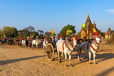 Colouful decorated ox carts, Bagan (Pagan), Myanmar (Burma), Asia