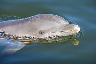 Bottlenose Dolphin, Tursiops tursiops, Grassy Key, Florida, United States of America, North America