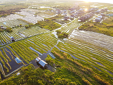 Aerial by drone of the floating gardens, Inle Lake, Shan state, Myanmar (Burma), Asia