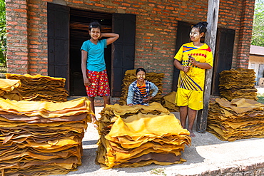 Local workers at a Rubber plantation near Myeik (Mergui), Myanmar (Burma), Asia