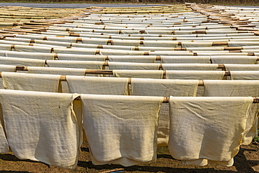 Fresh made rubber sheets at a Rubber plantation near Myeik (Mergui), Myanmar (Burma), Asia