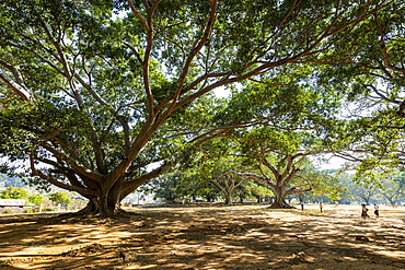 Hundred-year-old banyan trees in Pindaya, Shan state, Myanmar (Burma), Asia