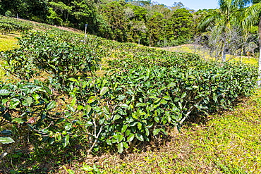 Tea plants, antique Assam Tea Farm, Sun Moon Lake National Scenic Area, Nantou county, Taiwan, Asia