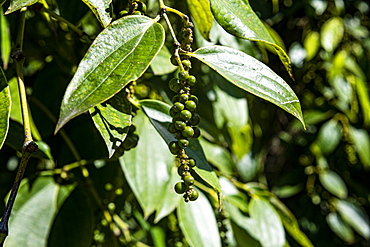 Black pepper close up (Piper nigrum) on a pepper farm, island of Phu Quoc, Vietnam, Indochina, Southeast Asia, Asia