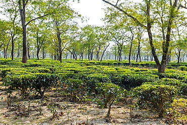 Tea fields on a Tea plantation, Assam, India, Asia