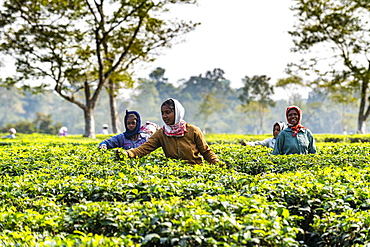 Women picking tea from the tea plants on a tea plantation, Assam, India, Asia