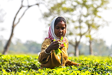 Woman picking tea from tea plants on a tea plantation, Assam, India, Asia