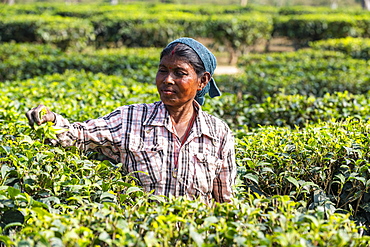 Woman picking tea from tea plants on a tea plantation, Assam, India, Asia