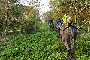 Early morning elephant ride on elephants through the elephant grass, Kaziranga National Park, UNESCO World Heritage Site, Assam, India, Asia