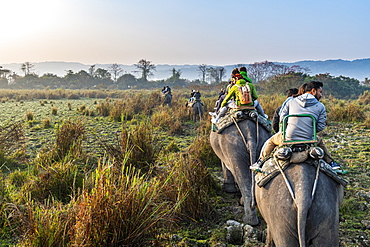 Early morning elephant ride on elephants through the elephant grass, Kaziranga National Park, UNESCO World Heritage Site, Assam, India, Asia