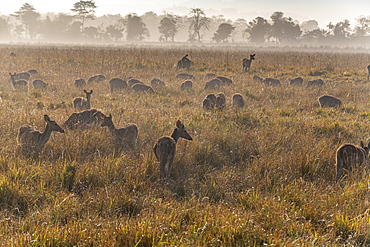 Huge numbers of Indian hog deer (Hyelaphus porcinus), Kaziranga National Park, UNESCO World Heritage Site, Assam, India, Asia