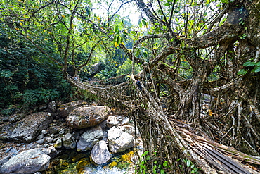 Living Root Bridge, Sohra (Cherrapunjee), Meghalaya, India, Asia