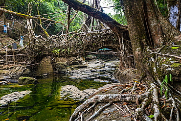 Mawlynnong living root bridge, Meghalaya, India, Asia