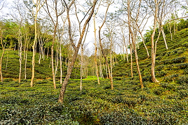 Tea plants on a Tea plantation in Sreemagal, Bangladesh, Asia