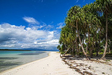 Turquoise water and white sand beach, White Island, Buka, Bougainville, Papua New Guinea, Pacific