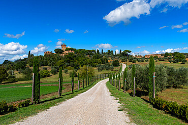 Road leading to the Palazzo Massaini, Val d'Orcia, UNESCO World Heritage Site, Tuscany, Italy, Europe