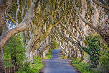 The Dark Hedges in Northern Ireland, beech tree avenue, Northern Ireland, United Kingdom, Europe 