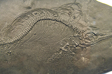 Fossils on display, Museum of Fossils from Meride, UNESCO World Heritage Site, Monte San Giorgio, Switzerland, Europe