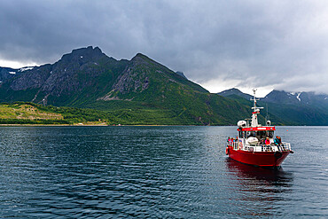 Little ferry bringing tourists to Svartisen glacier, Kystriksveien Coastal Road, Norway, Scandinavia, Europe