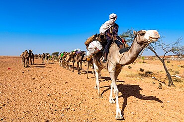 Camel carawan in the UNESCO World Heritage Site, Air Mountains, Niger, Africa